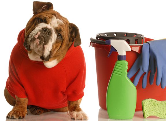 Poisonous Household Products for Pets